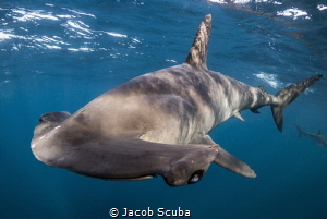 smooth hammerhead super close up by Jacob Scuba 